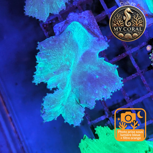 Coraux mous de Culture WYSIWYG - Sinularia Dura Grenn / Blue SDGB008