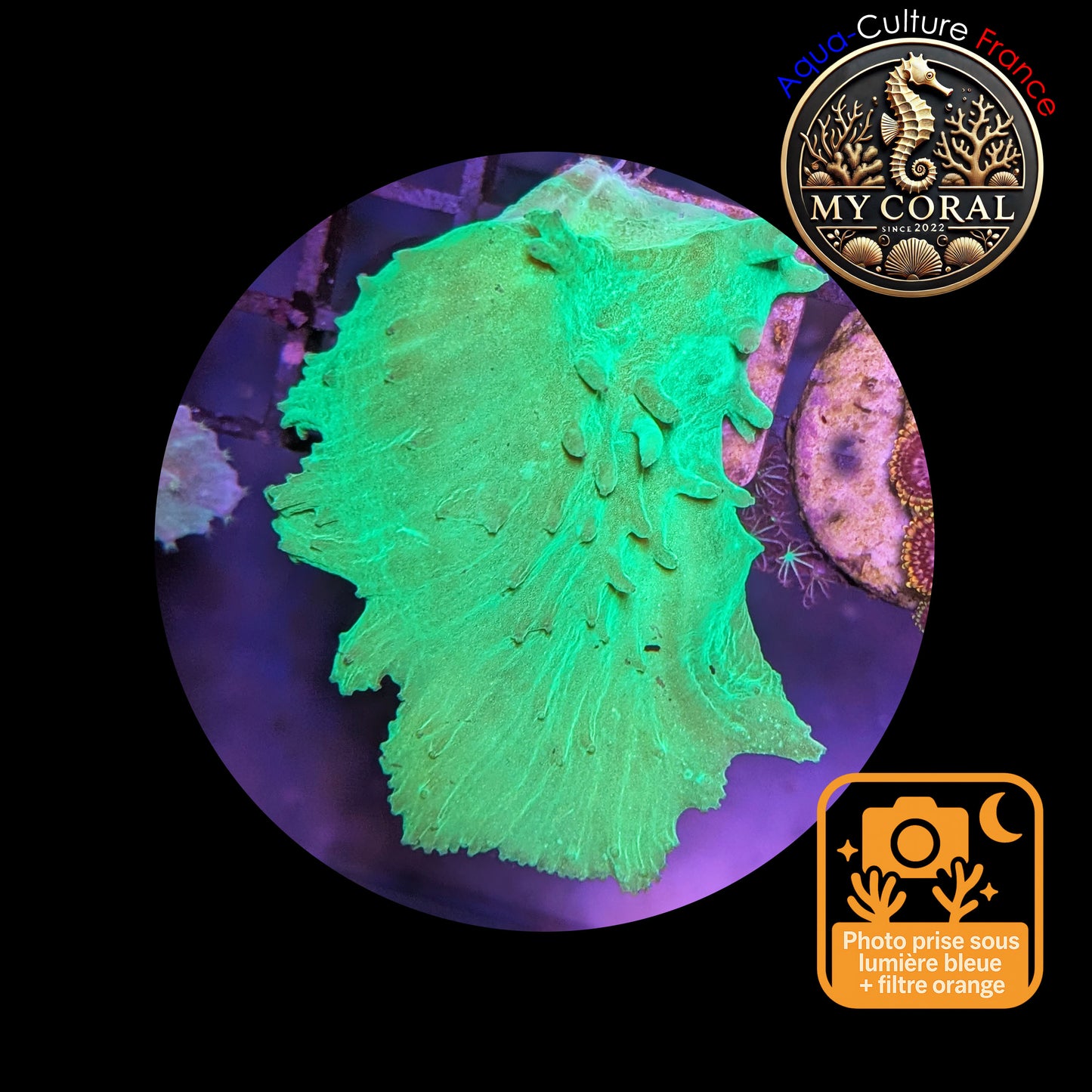 Coraux mous de Culture WYSIWYG - Sinularia Dura FLUO Green SDUG001