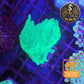 Coraux mous de Culture WYSIWYG - Sinularia Dura FLUO Green SDUG002