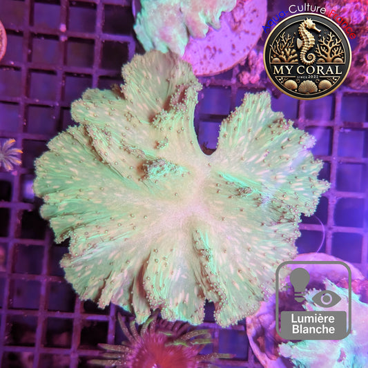 Coraux mous de MariCulture WYSIWYG - Sinularia Dura Green SDG009
