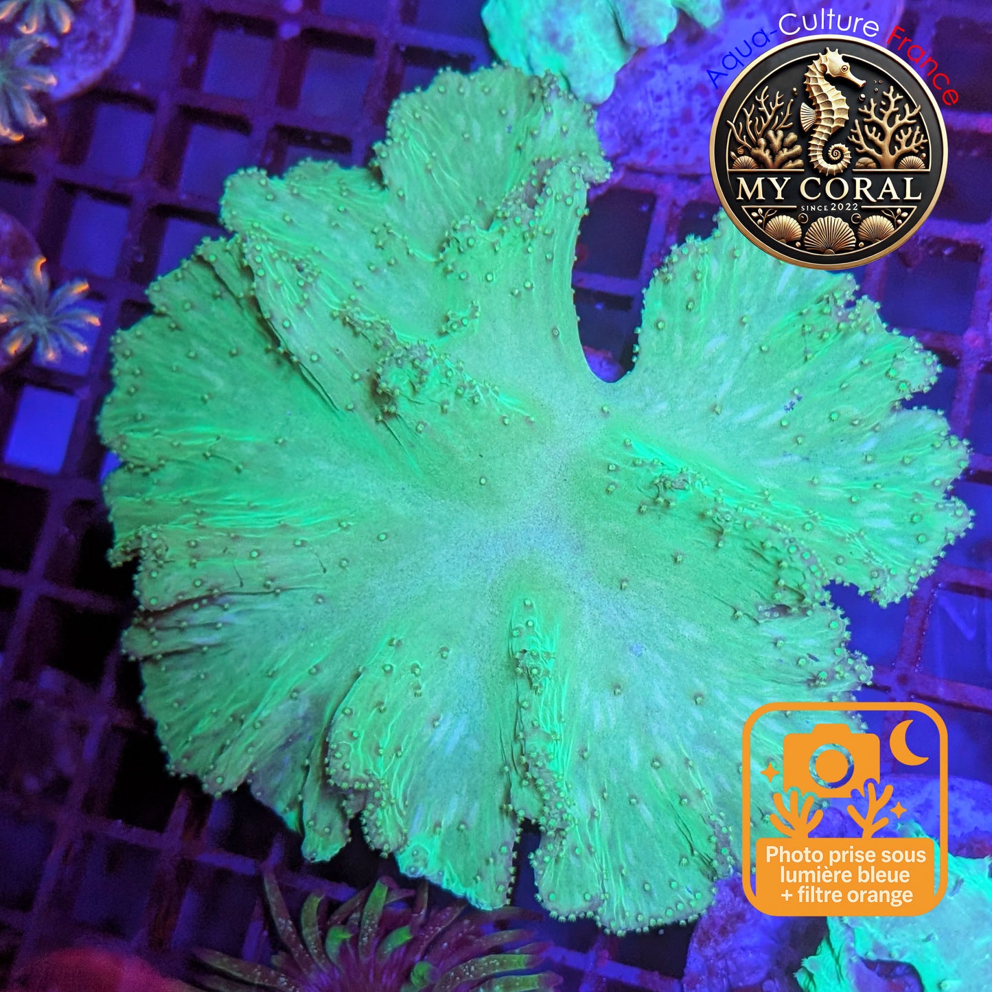 Coraux mous de MariCulture WYSIWYG - Sinularia Dura Green SDG009