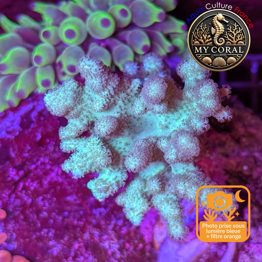 Coraux mous de Culture WYSIWYG - Sinularia Flexibilis Vert L4-6 cm SFV001 (Copie)
