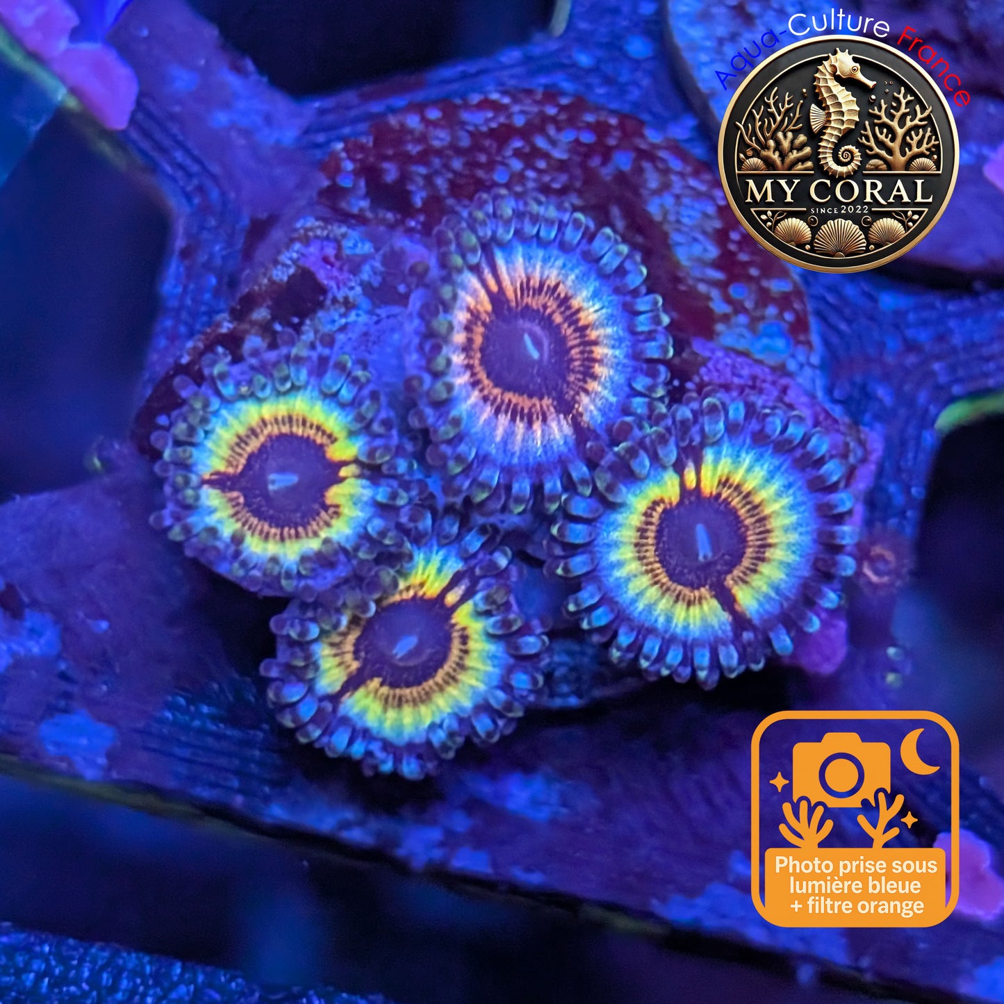 Zoanthus de Culture WYSIWYG - SONIC FLARE - ZSF206