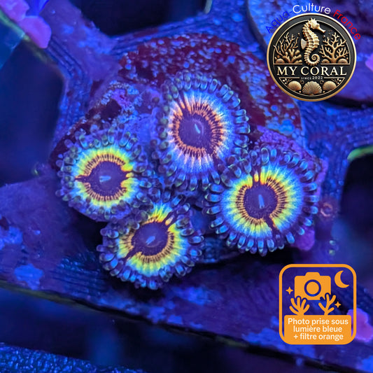 Zoanthus de Culture WYSIWYG - SONIC FLARE - ZSF206
