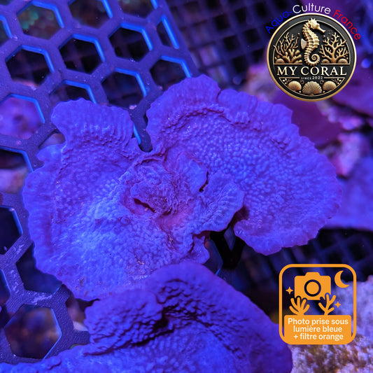 Coraux mous de Culture WYSIWYG - Eponge Purple - Collospongia Auris EP111