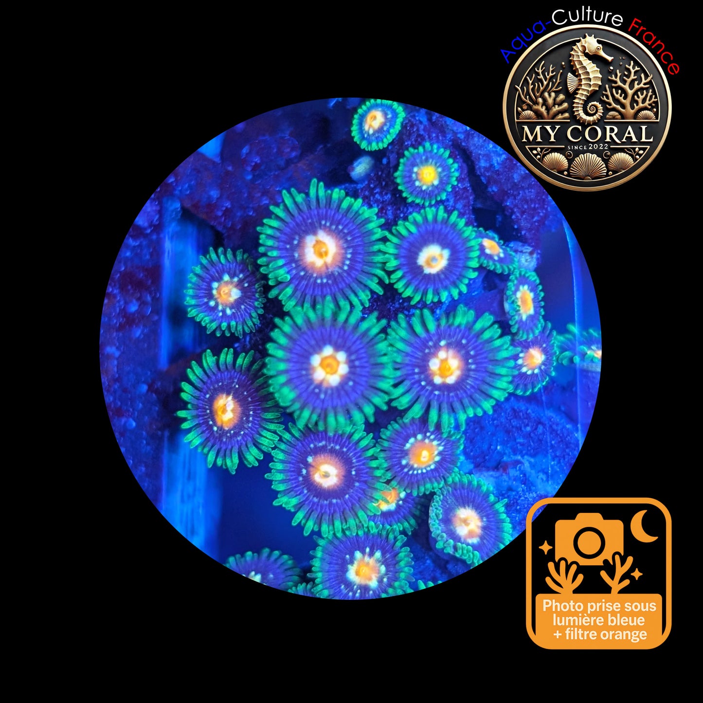 Zoanthus de Culture WYSIWYG - STARGAZER JF- ZST114