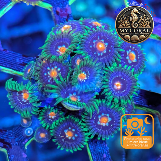 Zoanthus de Culture WYSIWYG - STARGAZER Colonie - ZSTG201