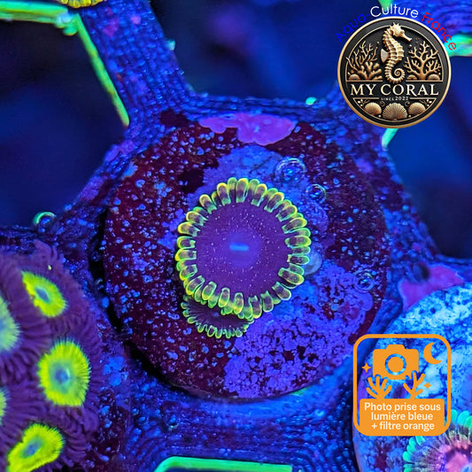 Zoanthus Signature de Culture WYSIWYG - WWC TANTRUM - Collector - ZTTM206