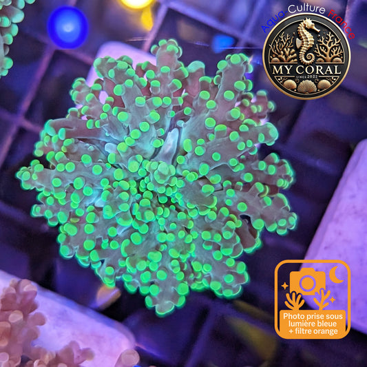 Euphyllia de MariCulture WYSIWYG- Yaeyamensis - GREEN EYYG001