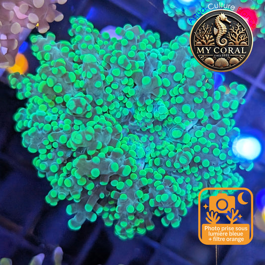 Euphyllia de MariCulture WYSIWYG- Yaeyamensis - GREEN EYYG003