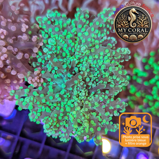 Euphyllia de MariCulture WYSIWYG- Yaeyamensis - 2 Têtes - GREEN EYYG004