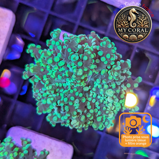 Euphyllia de MariCulture WYSIWYG- Yaeyamensis - GREEN EYYG005