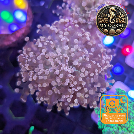 Euphyllia de MariCulture WYSIWYG- Yaeyamensis WHITE CREAM - EYYWC006