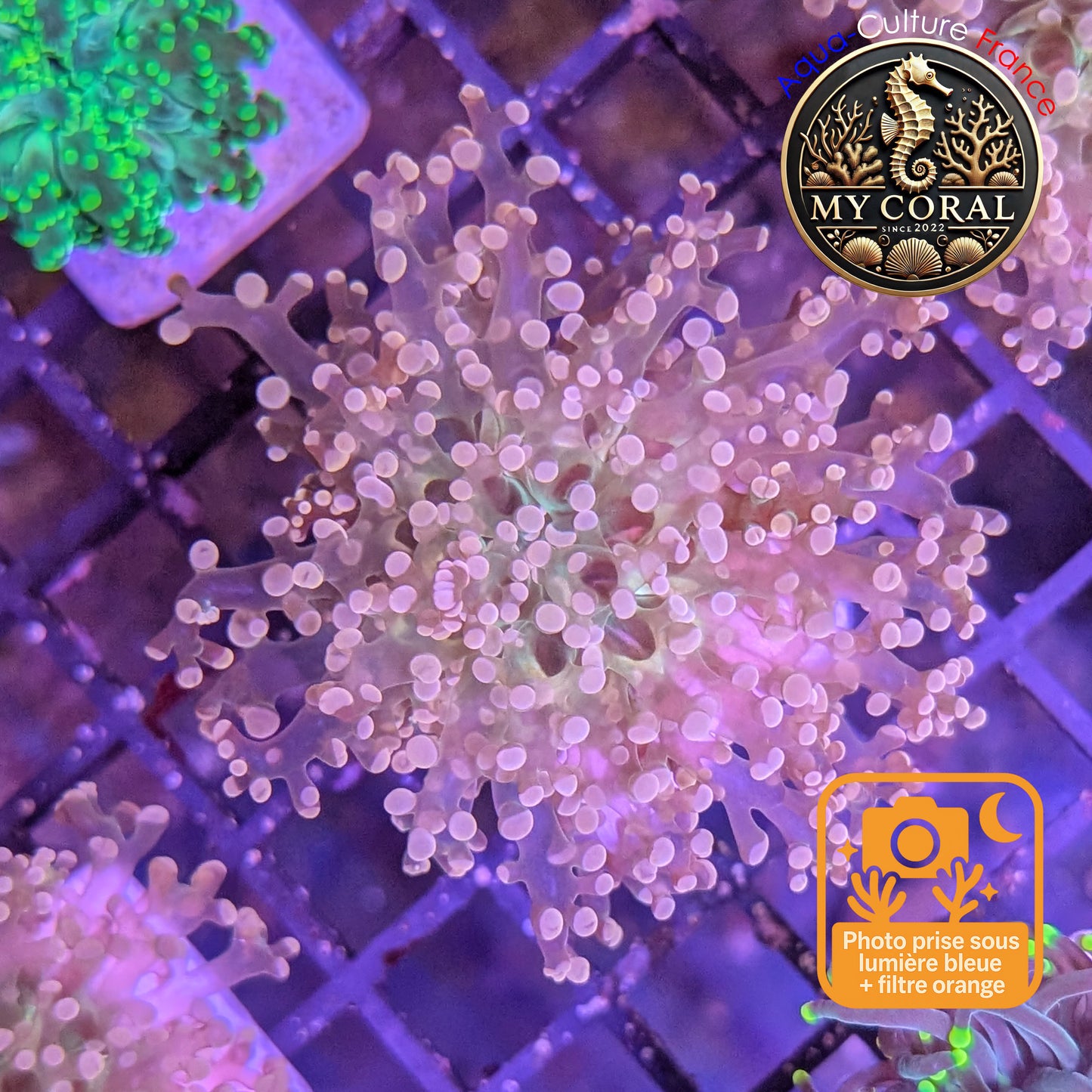 Euphyllia de MariCulture WYSIWYG- Yaeyamensis WHITE CREAM - EYYWC008