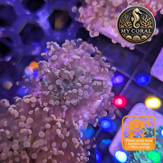 Euphyllia de MariCulture WYSIWYG- Yaeyamensis WHITE CREAM - EYYWC007