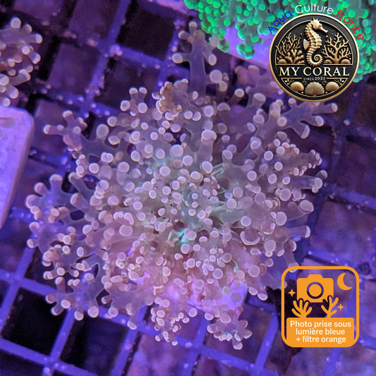 Euphyllia de MariCulture WYSIWYG- Yaeyamensis WHITE CREAM - EYYWC010