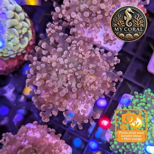 Euphyllia de MariCulture WYSIWYG- Yaeyamensis WHITE CREAM - EYYWC009