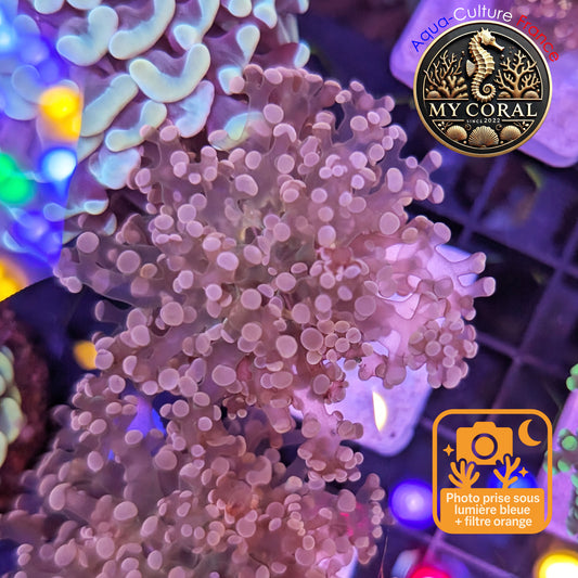 Euphyllia de MariCulture WYSIWYG- Yaeyamensis WHITE CREAM - EYYWC011