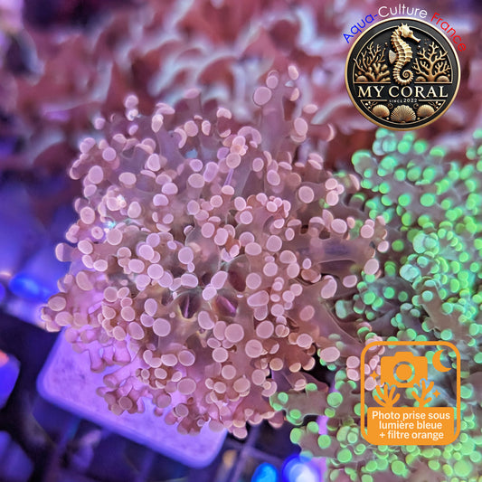 Euphyllia de MariCulture WYSIWYG- Yaeyamensis WHITE CREAM - EYYWC012