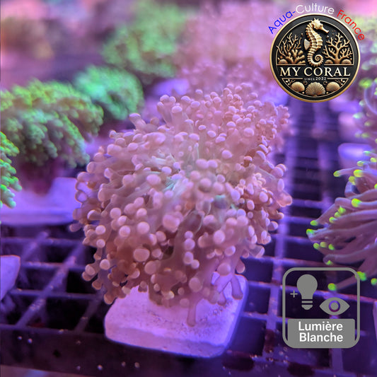 Euphyllia de MariCulture WYSIWYG- Yaeyamensis WHITE CREAM - EYYWC013