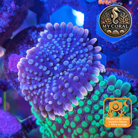 Ricordea Yuma de Culture WYSIWYG- MC Jumbo Blue Border Gold - RJBG201