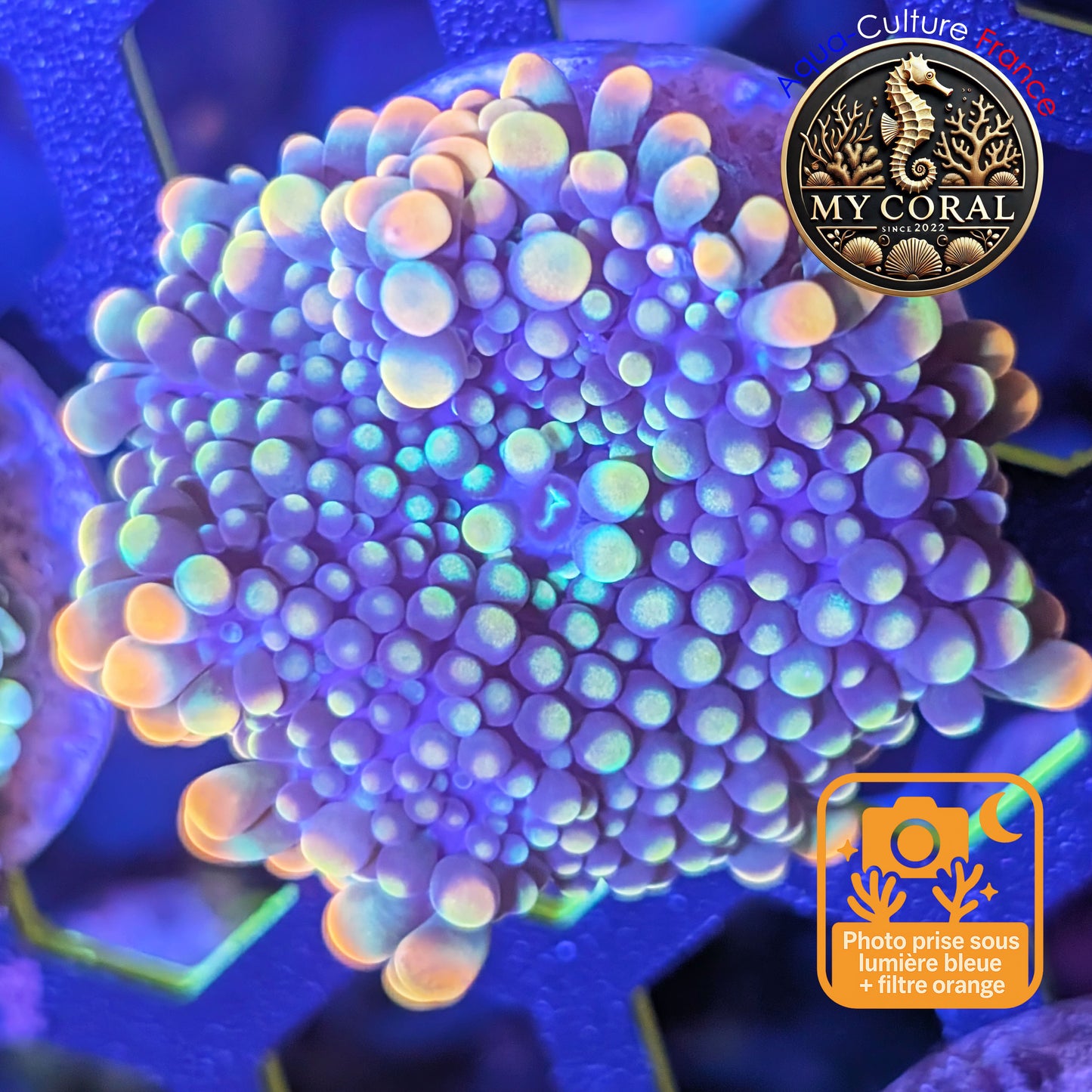 Ricordea Yuma de Culture WYSIWYG-  Yuma JUMBO RAIMBOW RYJR124