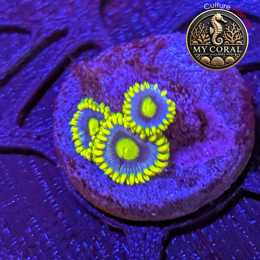 Zoanthus de Culture WYSIWYG - BLUEBERRY PIE- ZBBP201