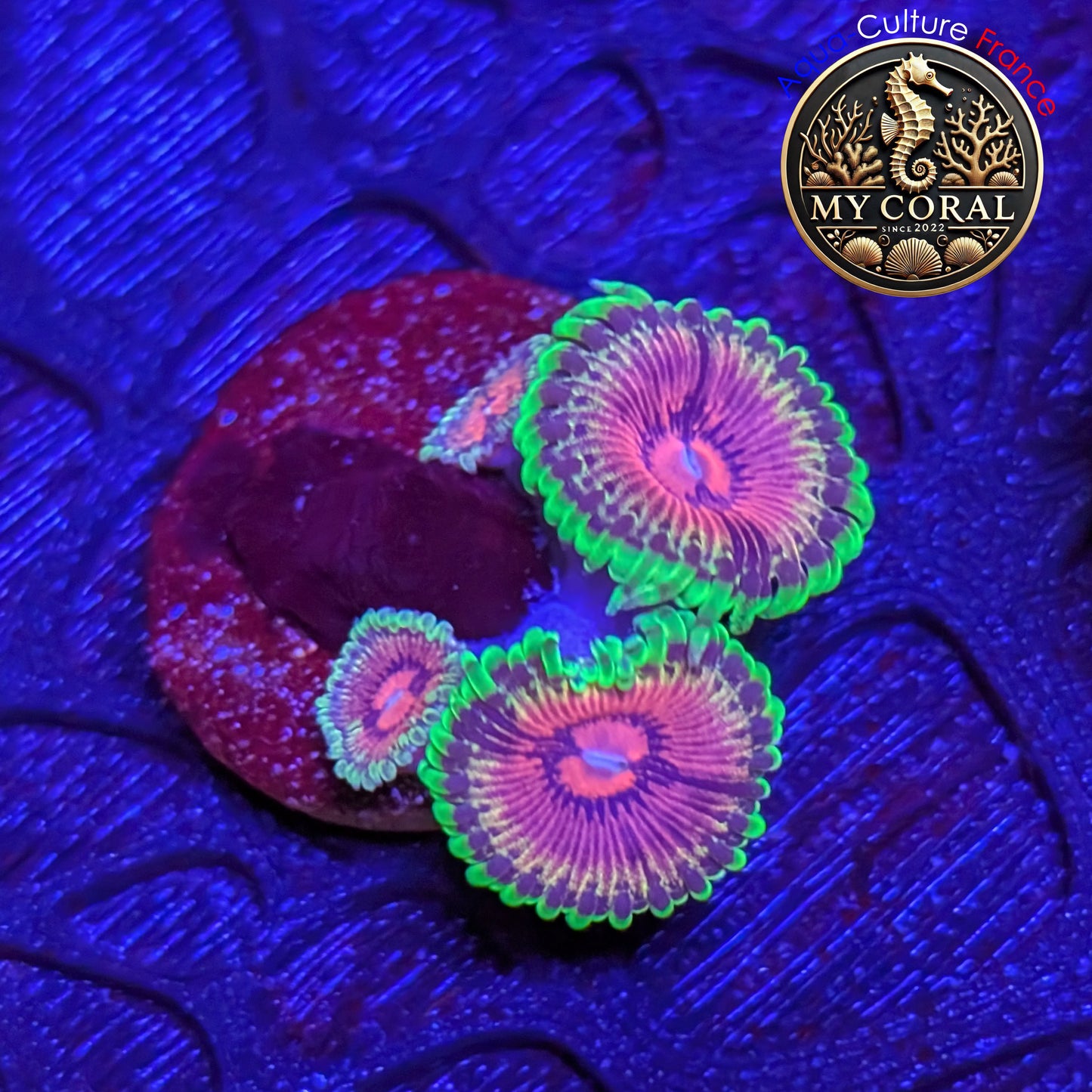 Zoanthus de Culture WYSIWYG - Fake Lime Chili - ZFLC202