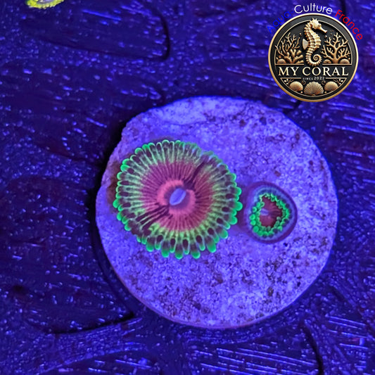 Zoanthus de Culture WYSIWYG - Fake Lime Chili - ZFLC203