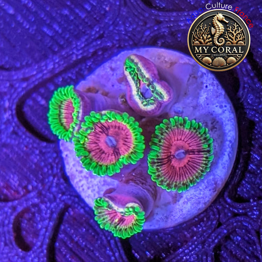 Zoanthus de Culture WYSIWYG - Fake Lime Chili - ZFLC201