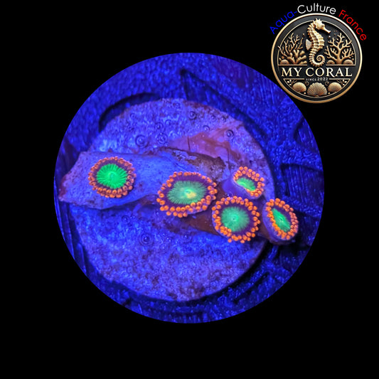 Zoanthus de Culture WYSIWYG - GOBLIN ON FIRE - ZGOF203