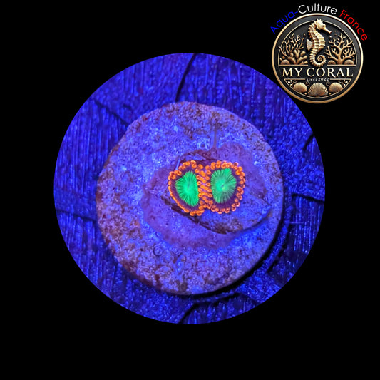 Zoanthus de Culture WYSIWYG - GOBLIN ON FIRE - ZGOF201