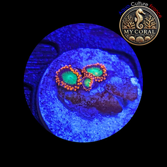 Zoanthus de Culture WYSIWYG - GOBLIN ON FIRE - ZGOF202