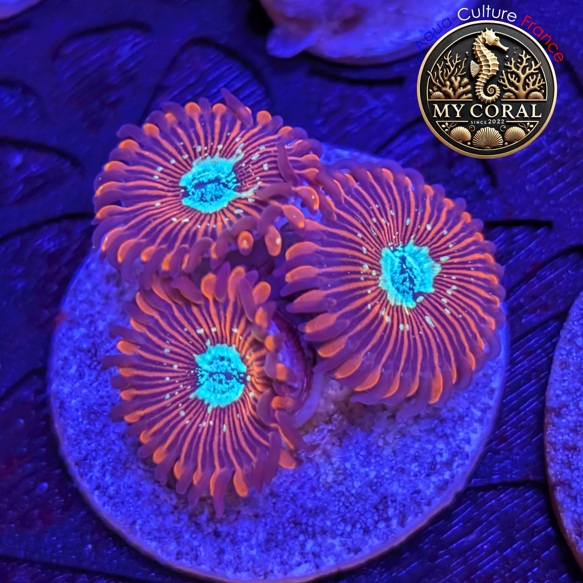 Zoanthus de Culture WYSIWYG - MAGICIAN - ZMG205