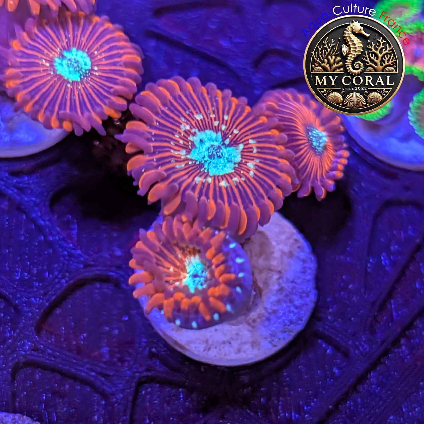 Zoanthus de Culture WYSIWYG - MAGICIAN - ZMG203