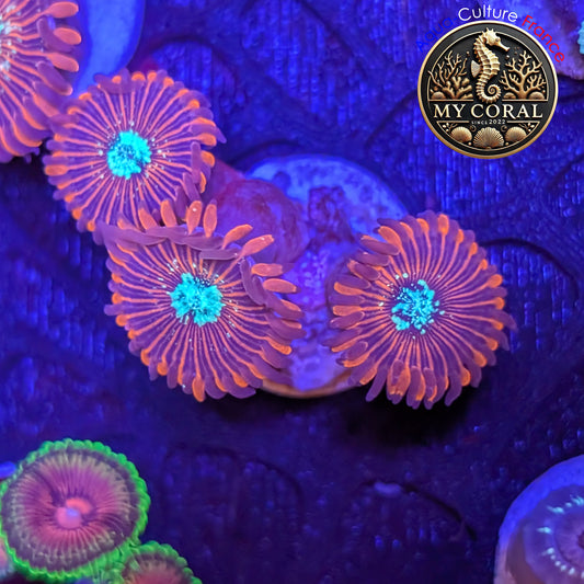 Zoanthus de Culture WYSIWYG - MAGICIAN - ZMG202