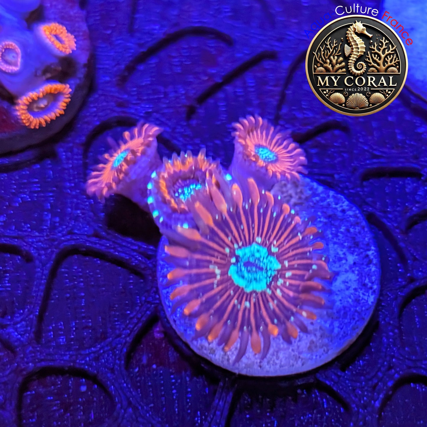 Zoanthus de Culture WYSIWYG - MAGICIAN - ZMG201