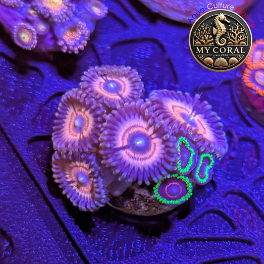 Zoanthus de Culture WYSIWYG - MC VAMPIRE IN DRAG MIX- ZVID202