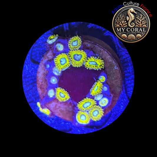 Zoanthus Signature de Culture WYSIWYG - MC PIKACHU Colonie- ZPK201