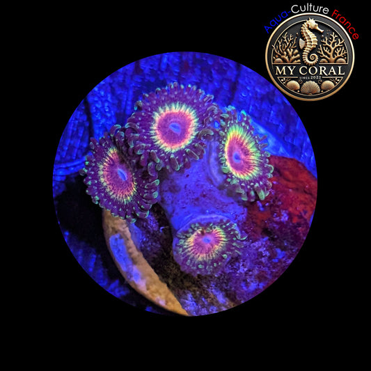 Zoanthus Signature de Culture WYSIWYG - MC RAIMBOW ECLIPSE - ZRE202