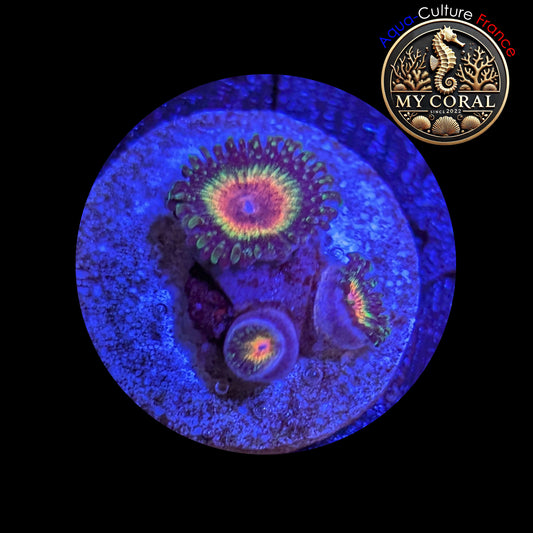 Zoanthus Signature de Culture WYSIWYG - MC RAIMBOW ECLIPSE - ZRE201
