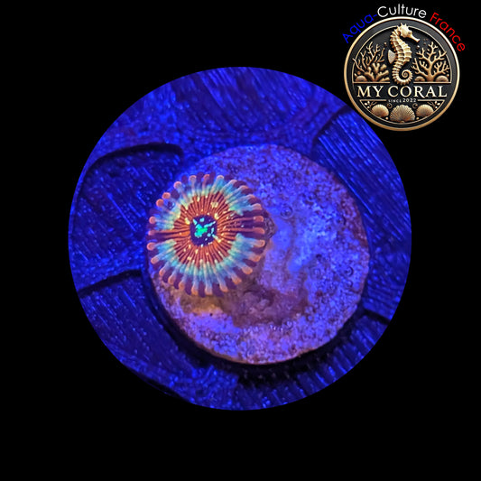 Zoanthus de Culture WYSIWYG - SEDUCTION - ZSD201