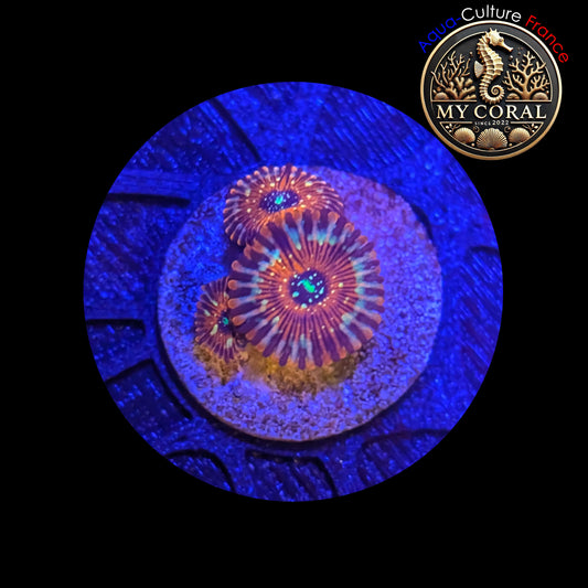 Zoanthus de Culture WYSIWYG - SEDUCTION - ZSD202