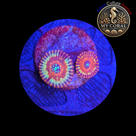 Zoanthus de Culture WYSIWYG - SEDUCTION - ZSD203