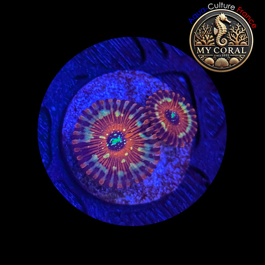 Zoanthus de Culture WYSIWYG - SEDUCTION - ZSD204