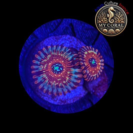 Zoanthus de Culture WYSIWYG - SEDUCTION - ZSD205