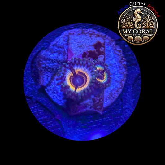 Zoanthus de Culture WYSIWYG - SONIC FLARE - ZSF201