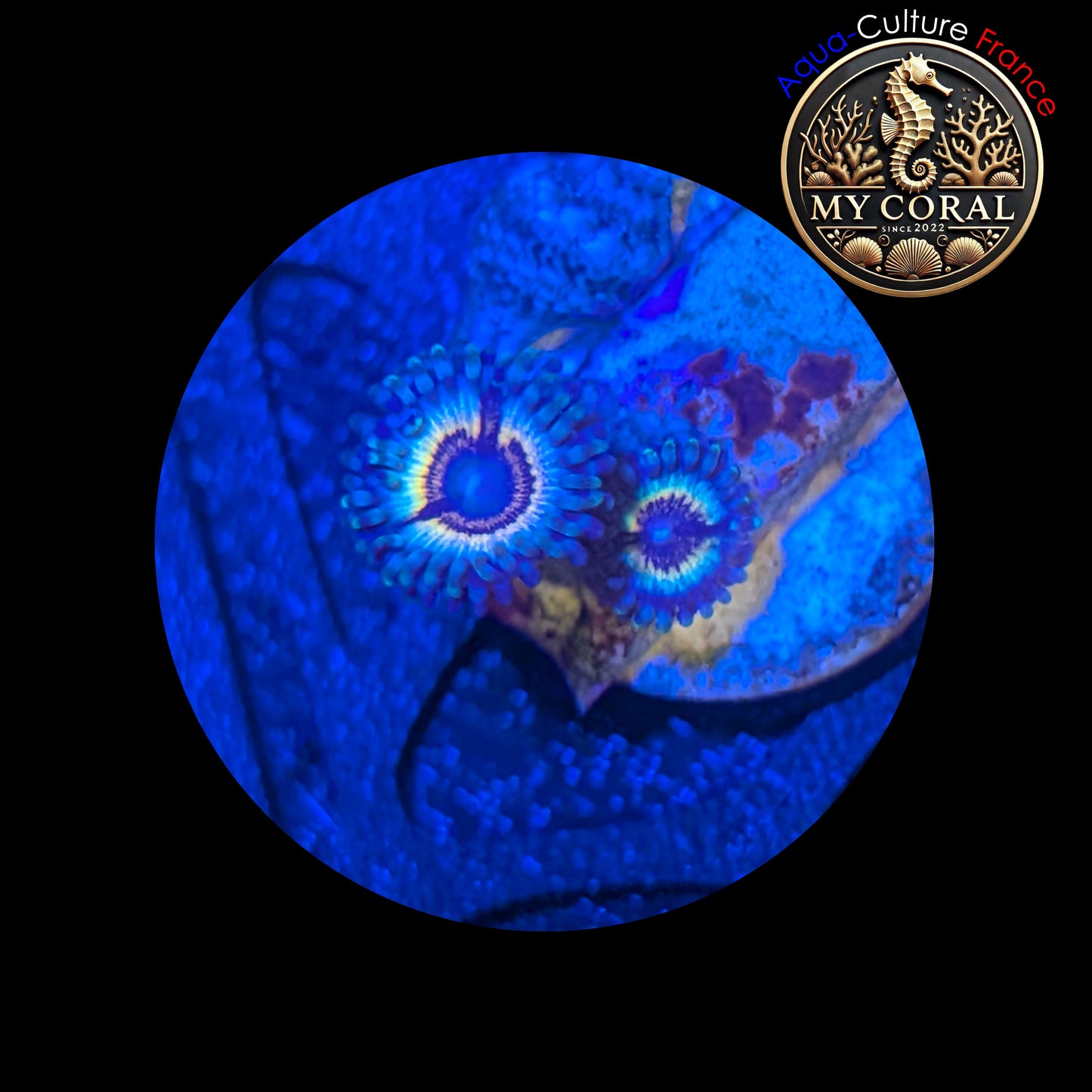 Zoanthus de Culture WYSIWYG - SONIC FLARE - ZSF201