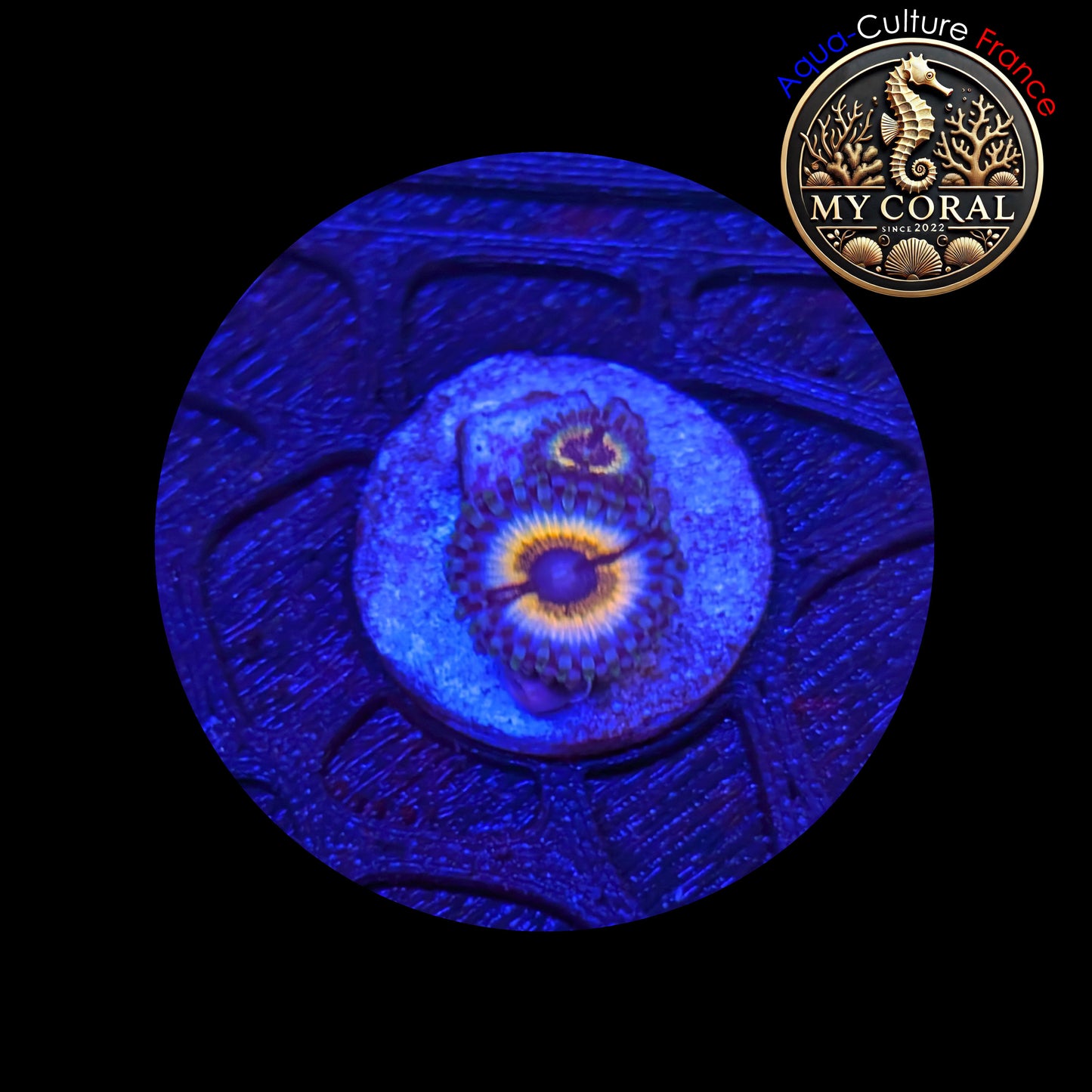 Zoanthus de Culture WYSIWYG - SONIC FLARE - ZSF202