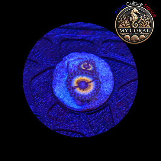 Zoanthus de Culture WYSIWYG - SONIC FLARE - ZSF202